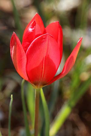 Tulipa goulimyi \ Goulimys Tulpe / Goulimy's Tulip, GR Fokiano 3.4.2018 (Photo: Uwe & Katja Grabner)