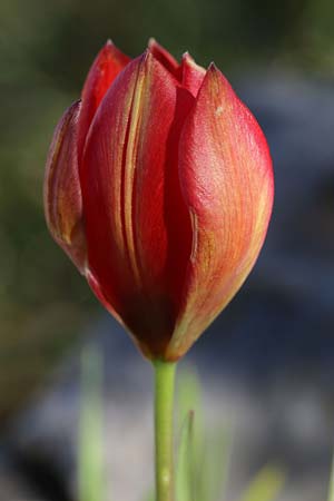 Tulipa goulimyi \ Goulimys Tulpe / Goulimy's Tulip, GR Fokiano 3.4.2018 (Photo: Uwe & Katja Grabner)