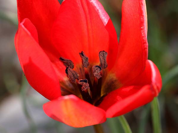 Tulipa goulimyi \ Goulimys Tulpe / Goulimy's Tulip, GR Fokiano 3.4.2018 (Photo: Uwe & Katja Grabner)
