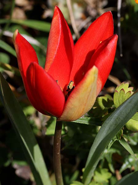 Tulipa goulimyi \ Goulimys Tulpe / Goulimy's Tulip, GR Fokiano 3.4.2018 (Photo: Uwe & Katja Grabner)