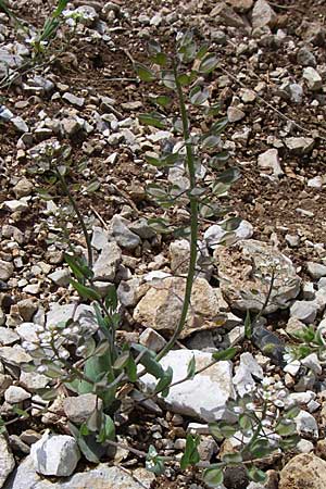 Microthlaspi erraticum \ Schmalsch&ouml;tchen-Hellerkraut / Narrow-Pod Penny-Cress, GR Timfi 17.5.2008