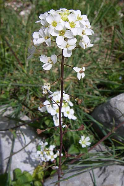 Capsella grandiflora \ Gro&szlig;bl&uuml;tiges Hirtent�schel / Large-Flowered Shepherd's Purse, GR Timfi 17.5.2008