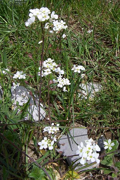 Capsella grandiflora \ Gro&szlig;bl&uuml;tiges Hirtent�schel / Large-Flowered Shepherd's Purse, GR Timfi 17.5.2008