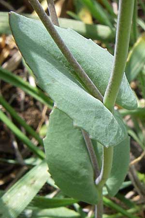 Microthlaspi erraticum \ Schmalsch&ouml;tchen-Hellerkraut / Narrow-Pod Penny-Cress, GR Timfi 17.5.2008