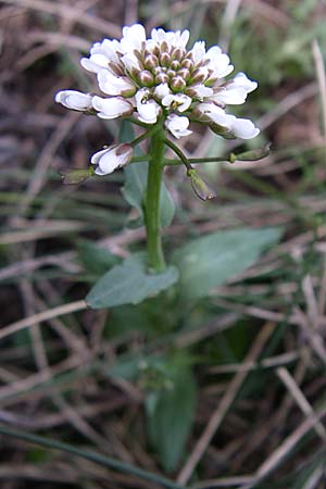 Microthlaspi erraticum \ Schmalsch&ouml;tchen-Hellerkraut / Narrow-Pod Penny-Cress, GR Timfi 17.5.2008