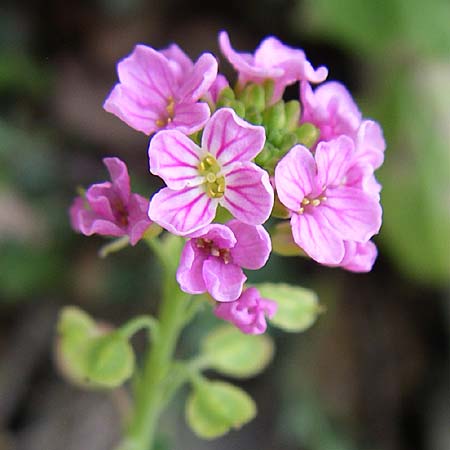 Aethionema saxatile subsp. graecum \ Griechisches Steint�schel / Greek Candytuft, GR Zagoria, Monodendri 19.5.2008