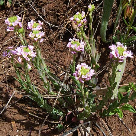 Aethionema saxatile subsp. graecum \ Griechisches Steint�schel / Greek Candytuft, GR Zagoria, Monodendri 19.5.2008