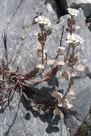 Aethionema saxatile subsp. graecum \ Griechisches Steint�schel / Greek Candytuft, GR Parnitha 22.5.2008