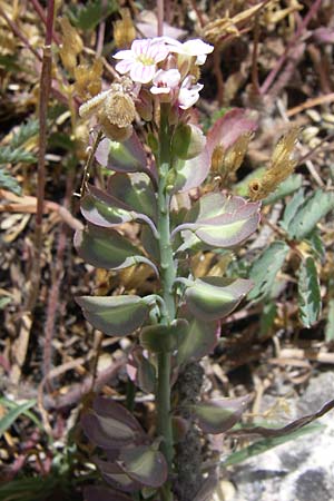 Aethionema saxatile subsp. graecum \ Griechisches Steint�schel / Greek Candytuft, GR Parnitha 22.5.2008