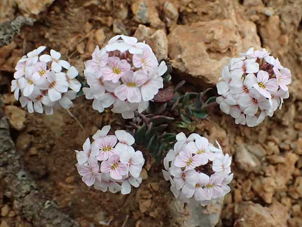 Aethionema saxatile subsp. graecum \ Griechisches Steint�schel / Greek Candytuft, GR Peloponnes, Chelmos 18.5.2024