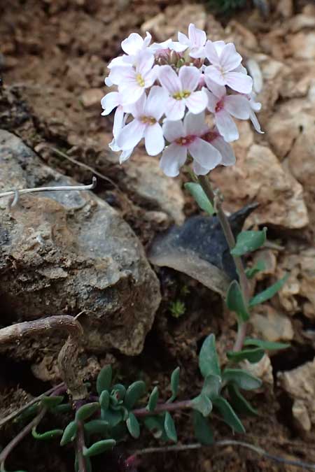 Aethionema saxatile subsp. graecum \ Griechisches Steint�schel / Greek Candytuft, GR Peloponnes, Chelmos 18.5.2024