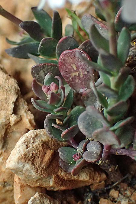 Aethionema saxatile subsp. graecum \ Griechisches Steint�schel / Greek Candytuft, GR Peloponnes, Chelmos 18.5.2024