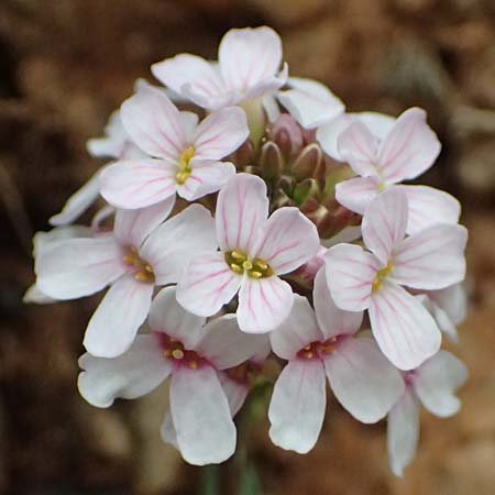 Aethionema saxatile subsp. graecum \ Griechisches Steint�schel / Greek Candytuft, GR Peloponnes, Chelmos 18.5.2024