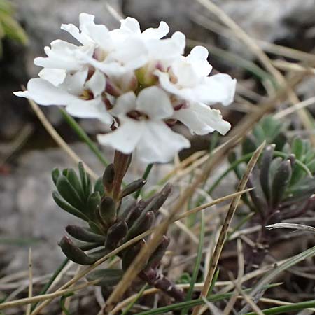 Iberis saxatilis \ Felsen-Schleifenblume / Rock Candytuft, GR Peloponnes, Chelmos 18.5.2024