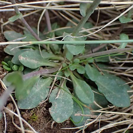 Noccaea graeca \ Griechisches Hellerkraut / Greek Penny-Cress, GR Peloponnes, Chelmos 18.5.2024