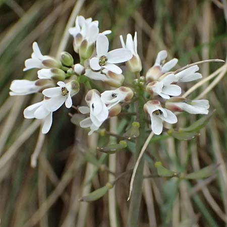 Noccaea graeca \ Griechisches Hellerkraut / Greek Penny-Cress, GR Peloponnes, Chelmos 18.5.2024