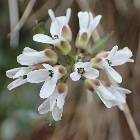 Noccaea graeca \ Griechisches Hellerkraut / Greek Penny-Cress, GR Peloponnes, Chelmos 18.5.2024