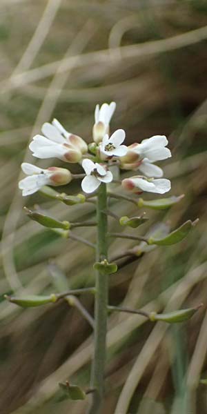 Noccaea graeca \ Griechisches Hellerkraut / Greek Penny-Cress, GR Peloponnes, Chelmos 18.5.2024