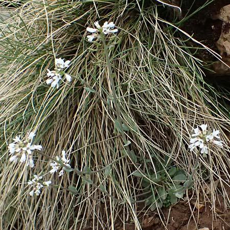 Noccaea graeca \ Griechisches Hellerkraut / Greek Penny-Cress, GR Peloponnes, Chelmos 18.5.2024