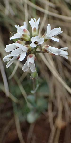 Noccaea graeca \ Griechisches Hellerkraut / Greek Penny-Cress, GR Peloponnes, Chelmos 18.5.2024