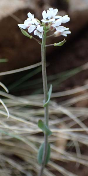 Noccaea graeca \ Griechisches Hellerkraut / Greek Penny-Cress, GR Peloponnes, Chelmos 18.5.2024