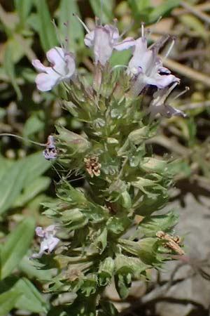 Thymus longicaulis \ Kaskaden-Thymian, Langstngeliger Thymian / Thyme, GR Peloponnes, Chelmos, Limni Doxa 22.5.2024