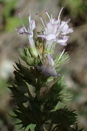 Thymus longicaulis \ Kaskaden-Thymian, Langstngeliger Thymian / Thyme, GR Peloponnes, Chelmos, Limni Doxa 22.5.2024