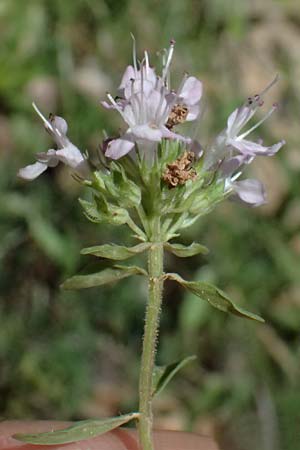 Thymus longicaulis \ Kaskaden-Thymian, Langstngeliger Thymian / Thyme, GR Peloponnes, Chelmos, Limni Doxa 22.5.2024