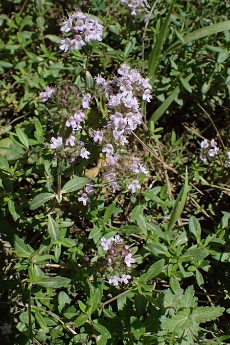 Thymus longicaulis \ Kaskaden-Thymian, Langstngeliger Thymian / Thyme, GR Peloponnes, Chelmos, Limni Doxa 22.5.2024