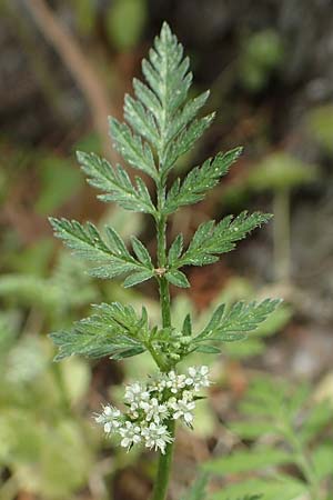 Torilis nodosa \ Knotiger Klettenkerbel / Knotted Hedge Parsley, GR Athen, Mount Egaleo 10.4.2019