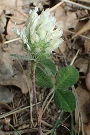 Trifolium cherleri \ Cherlers Klee / Cherler's Clover, Hairy Clover, GR Peloponnes, Diakopto 20.5.2024