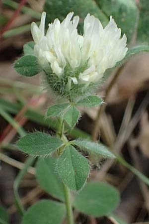 Trifolium cherleri \ Cherlers Klee / Cherler's Clover, Hairy Clover, GR Peloponnes, Diakopto 20.5.2024