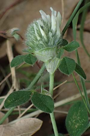 Trifolium cherleri \ Cherlers Klee / Cherler's Clover, Hairy Clover, GR Peloponnes, Diakopto 20.5.2024