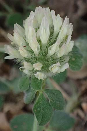 Trifolium cherleri \ Cherlers Klee / Cherler's Clover, Hairy Clover, GR Peloponnes, Diakopto 20.5.2024