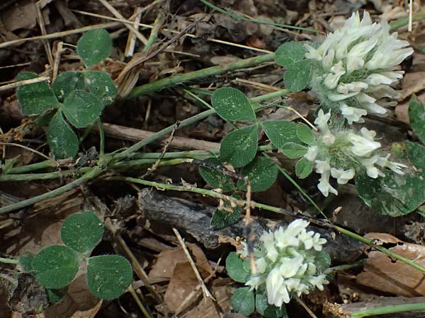 Trifolium cherleri \ Cherlers Klee / Cherler's Clover, Hairy Clover, GR Peloponnes, Diakopto 20.5.2024