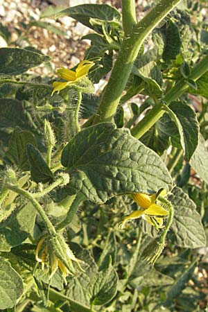 Solanum lycopersicum \ Tomate / Tomato, GR Joannina 25.8.2007