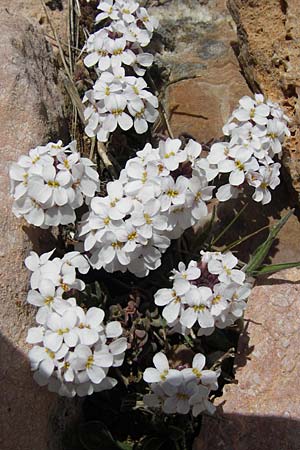 Noccaea tymphaea ? \ Timfi-T&auml;schelkraut / Mount Tymphi Penny-Cress, GR Parnitha 3.4.2013