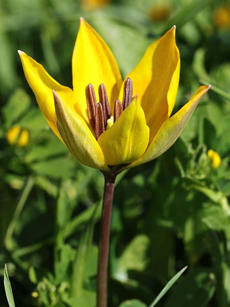 Tulipa orphanidea \ Orphanides-Tulpe / Orphanides Tulip, GR Pigadi 3.4.2018 (Photo: Uwe & Katja Grabner)