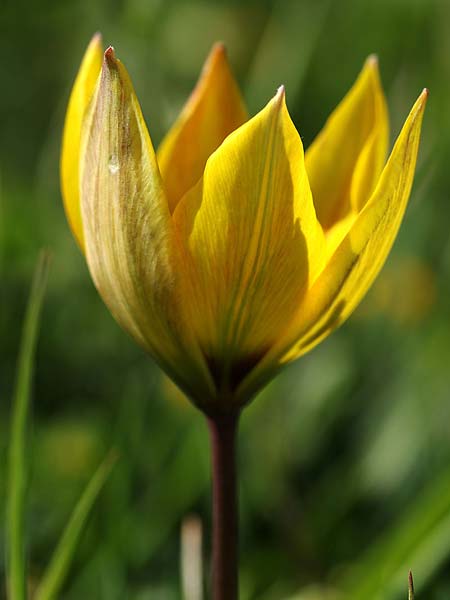 Tulipa orphanidea \ Orphanides-Tulpe / Orphanides Tulip, GR Pigadi 3.4.2018 (Photo: Uwe & Katja Grabner)