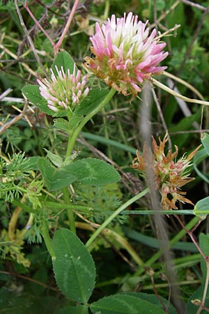 Trifolium physodes \ Geschwollener Klee / Bladder Clover, GR Dodoni 14.5.2008