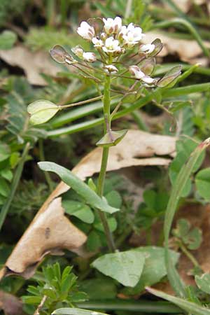 Microthlaspi erraticum \ Schmalsch&ouml;tchen-Hellerkraut / Narrow-Pod Penny-Cress, GR Peloponnes, Apollon Tempel von Bassae / Peloponnese, Apollon Temple of Bassae 29.3.2013