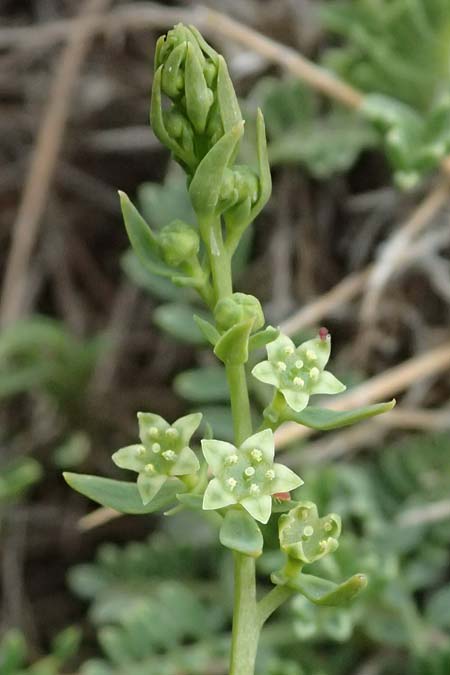 Thesium parnassi \ Parnass-Bergflachs / Parnassus Bastard Toadflax, GR Peloponnes, Chelmos 18.5.2024