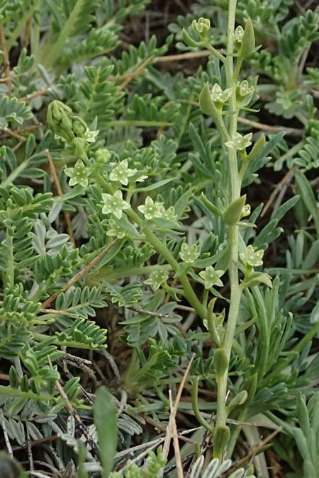 Thesium parnassi \ Parnass-Bergflachs / Parnassus Bastard Toadflax, GR Peloponnes, Chelmos 18.5.2024