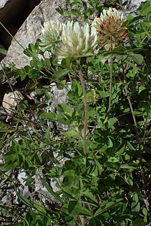 Trifolium pignantii \ Pignants Klee, GR Peloponnes, Saitas 19.5.2024