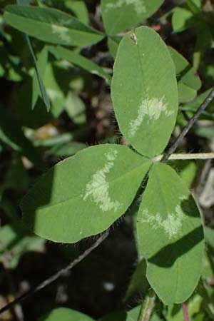 Trifolium pignantii \ Pignants Klee, GR Peloponnes, Saitas 19.5.2024
