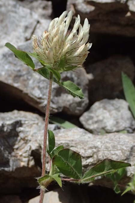 Trifolium pignantii \ Pignants Klee, GR Peloponnes, Saitas 19.5.2024