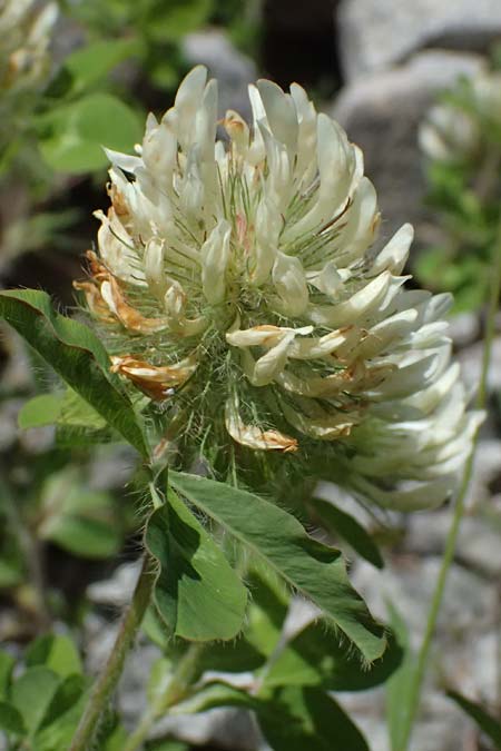 Trifolium pignantii \ Pignants Klee, GR Peloponnes, Saitas 19.5.2024
