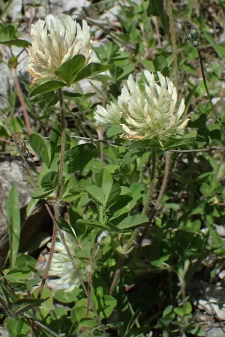 Trifolium pignantii \ Pignants Klee, GR Peloponnes, Saitas 19.5.2024