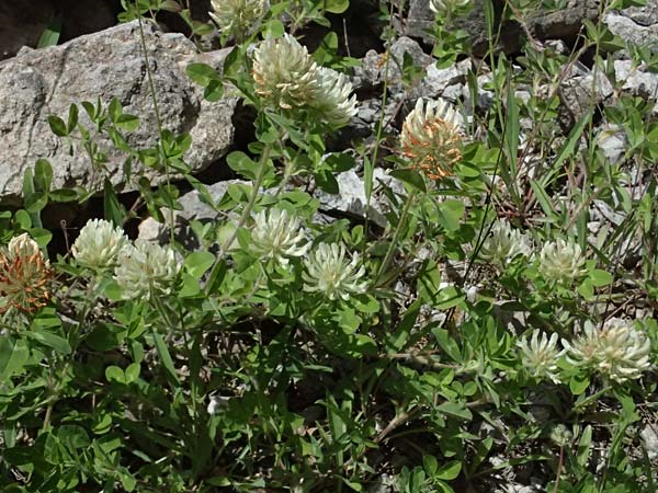 Trifolium pignantii \ Pignants Klee, GR Peloponnes, Saitas 19.5.2024