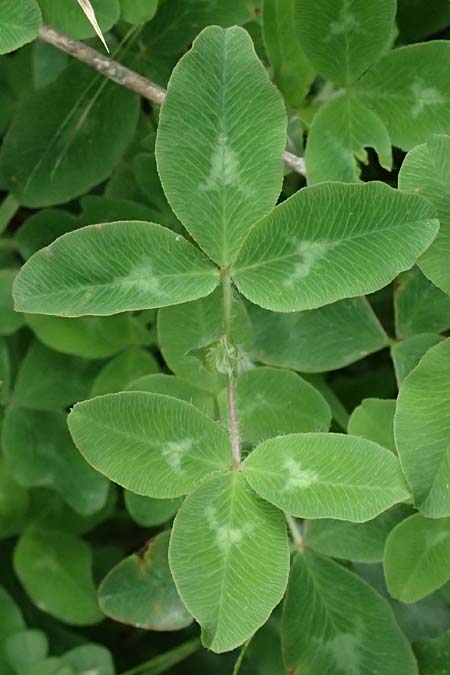 Trifolium pignantii \ Pignants Klee, GR Peloponnes, Taygetos 27.5.2024